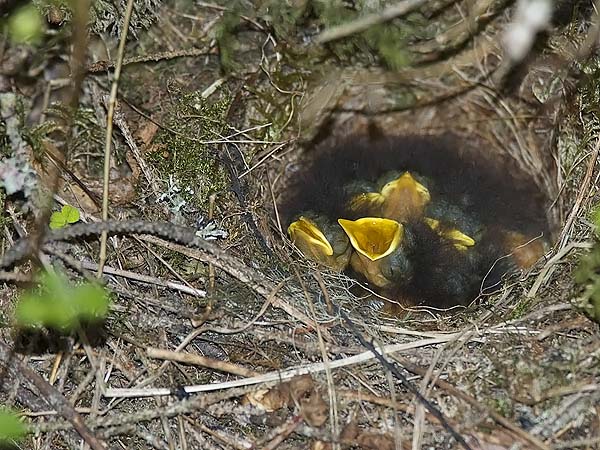 Punarinta, European Robin, Erithacus rubecula